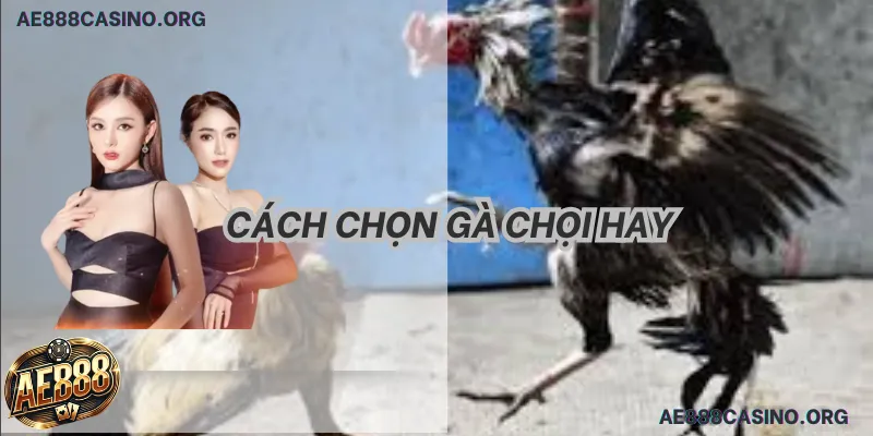 Kinh Nghiệm Chọn Gà Chọi: Tuyệt Đỉnh 5 Bí Kíp Chiến Thắng 2026 1 Kinh nghiệm chọn gà chọi chuyên sâu 2026