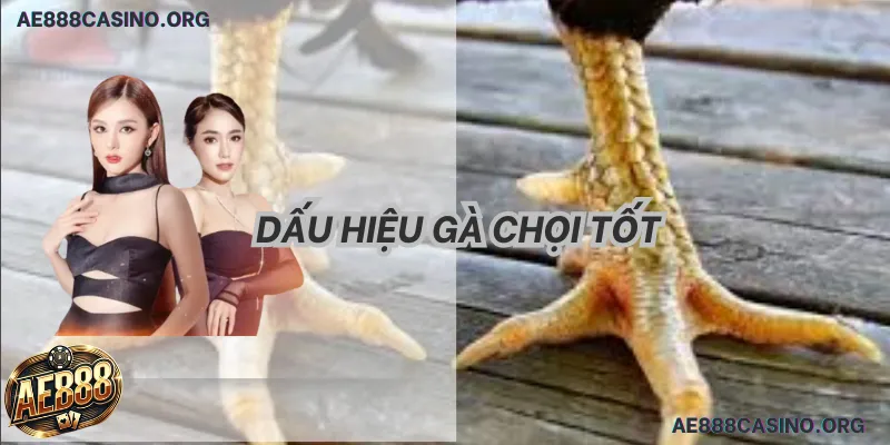 Kinh Nghiệm Chọn Gà Chọi: Tuyệt Đỉnh 5 Bí Kíp Chiến Thắng 2026 2 Dấu hiệu gà chọi hay 2026