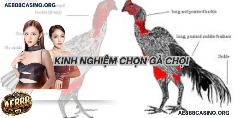 Kinh Nghiệm Chọn Gà Chọi: Tuyệt Đỉnh 5 Bí Kíp Chiến Thắng 2026 Kinh Nghiệm Chọn Gà Chọi: Tuyệt Đỉnh 5 Bí Kíp Chiến Thắng 2026