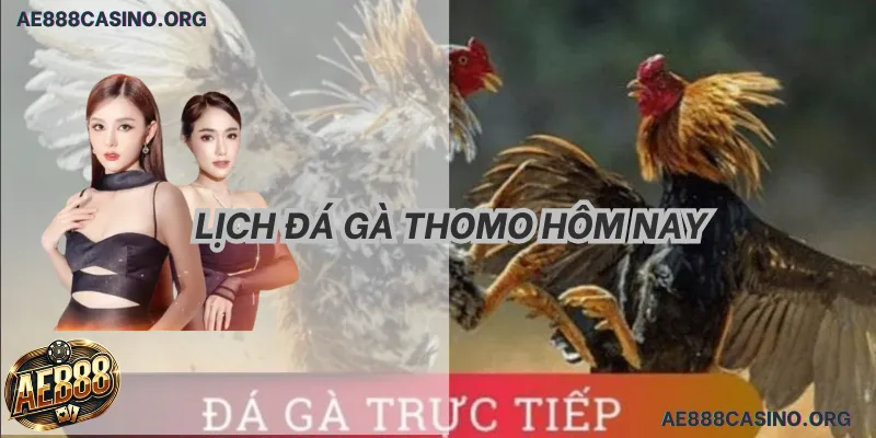 Lịch đá gà Thomo hôm nay hỏa tốc