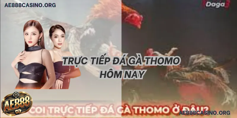 Trực Tiếp Đá Gà Thomo: Tuyệt Đỉnh Rực Lửa & 5 Mẹo Thắng 2026